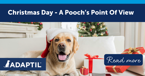 Christmas Day - A Pooch's Point Of View