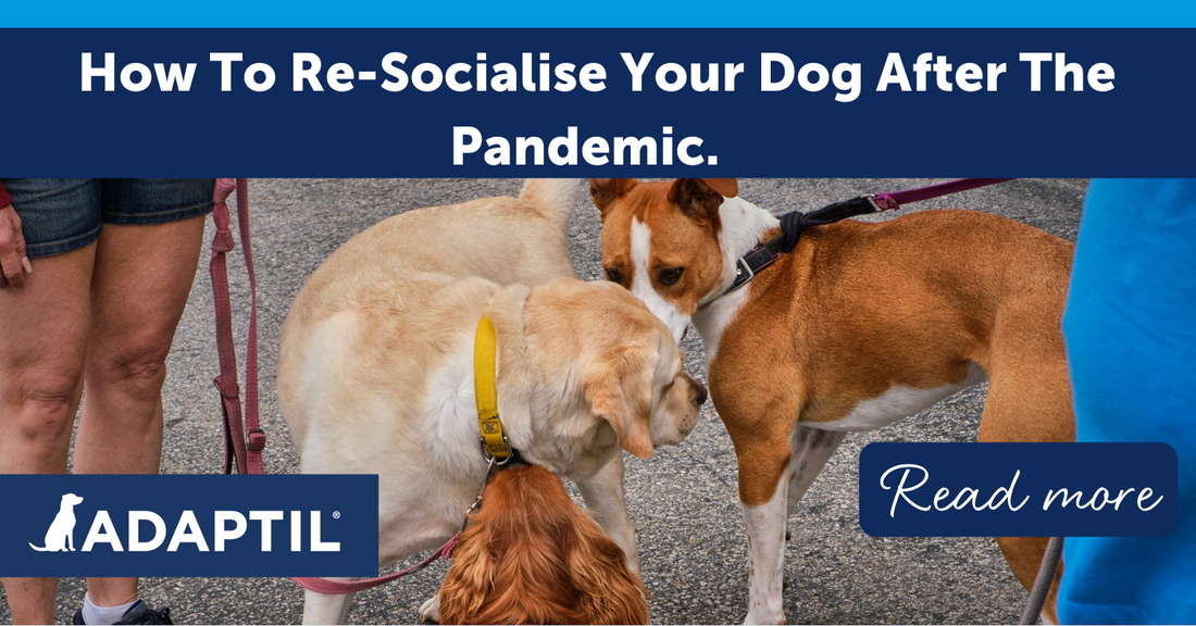 How to Re-Socialise Your Dog after the Pandemic