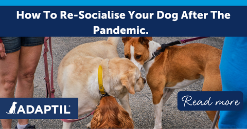 How to Re-Socialise Your Dog after the Pandemic