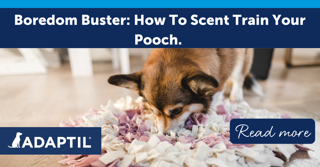 Boredom Buster: How To Scent Train Your Pooch