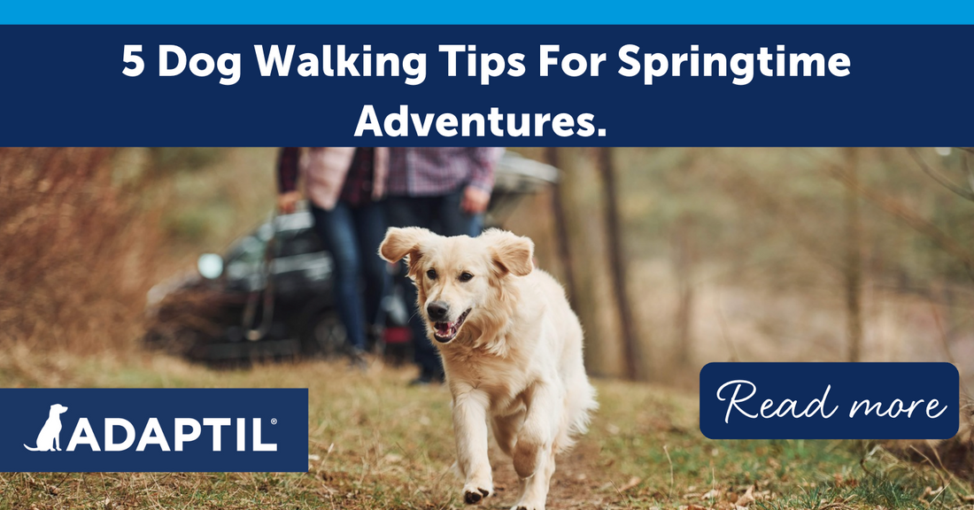 5 Dog Walking Tips For Springtime Adventures!