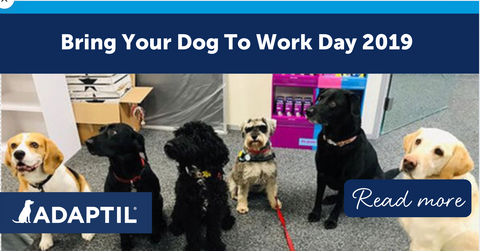 Bring Your Dog To Work Day 2019