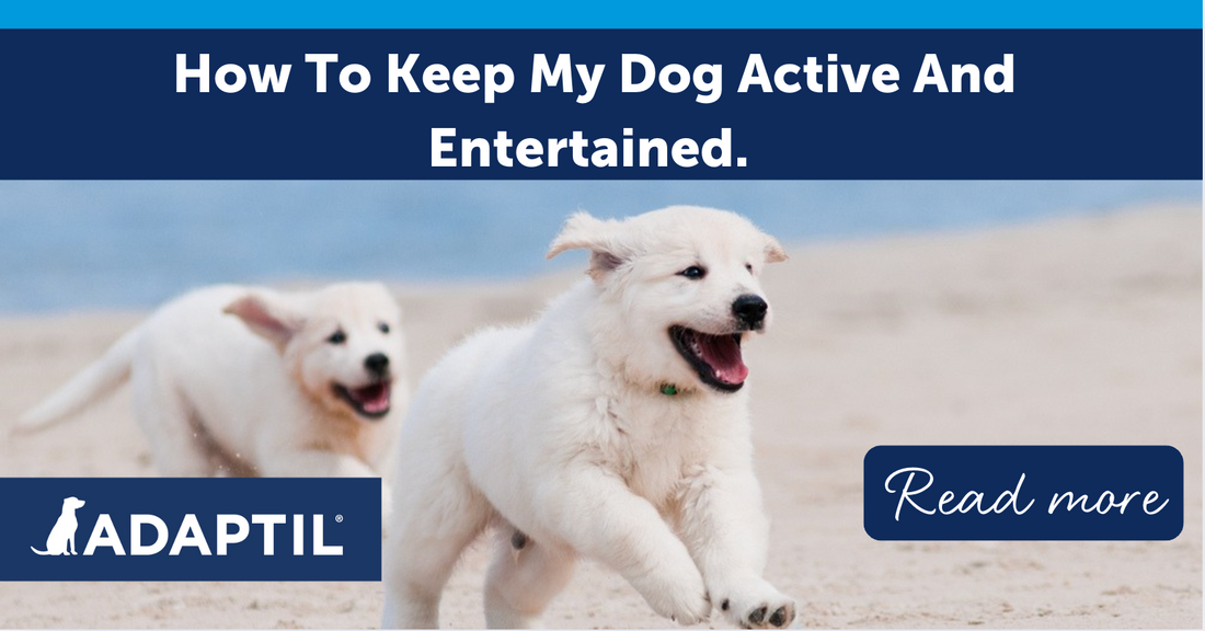 How to keep my dog active and entertained