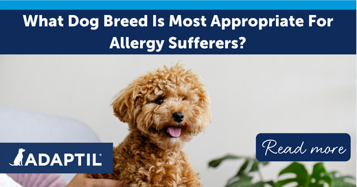 What Dog Breed Is Most Appropriate For Allergy Sufferers ?