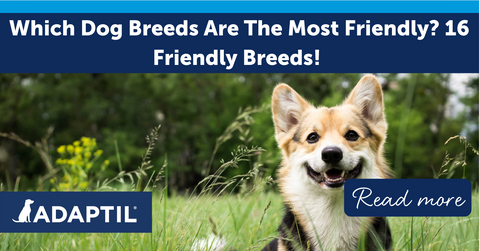 Which Dog Breeds are the Most Friendly? 16 Friendly¬†Breeds!