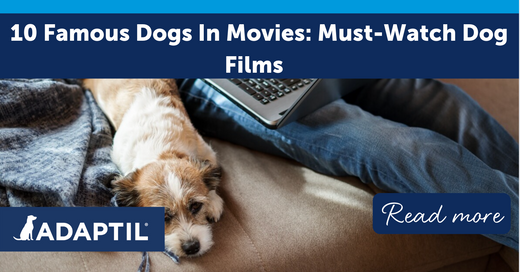 10 Famous Dogs in Movies: Must-Watch Dog Films