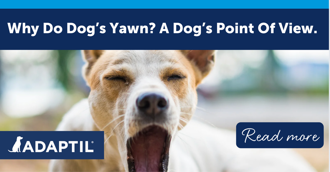 Why Do Dogs Yawn? A Dog's Point of View!