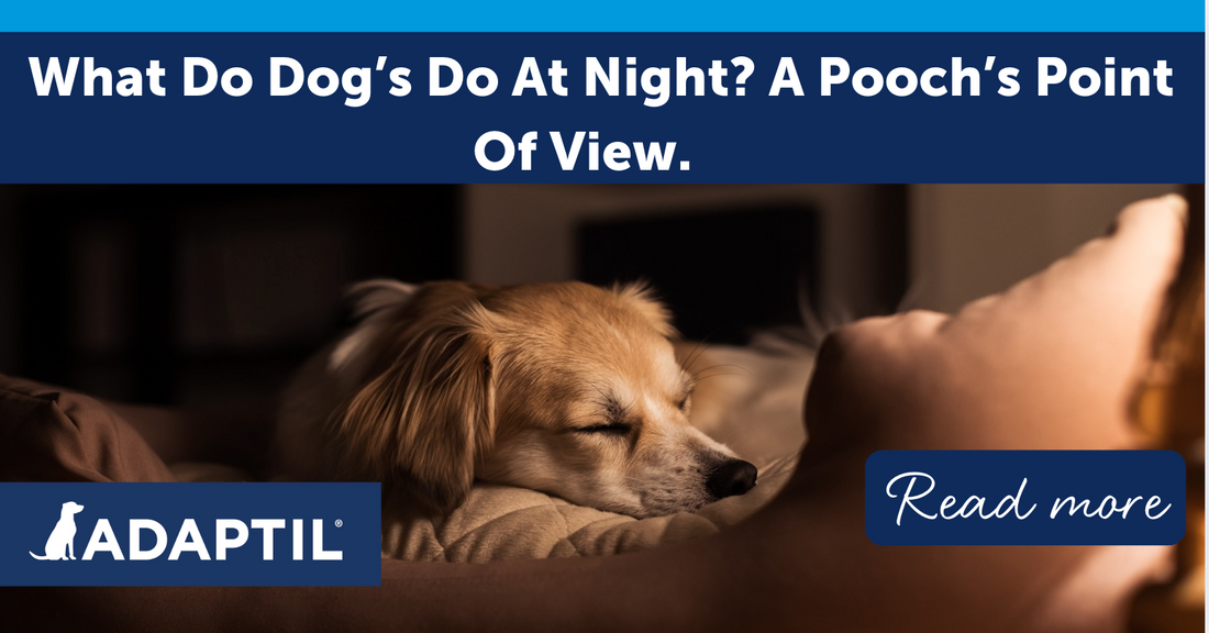 What Do Dogs Do At Night? A Pooch's Point of View!