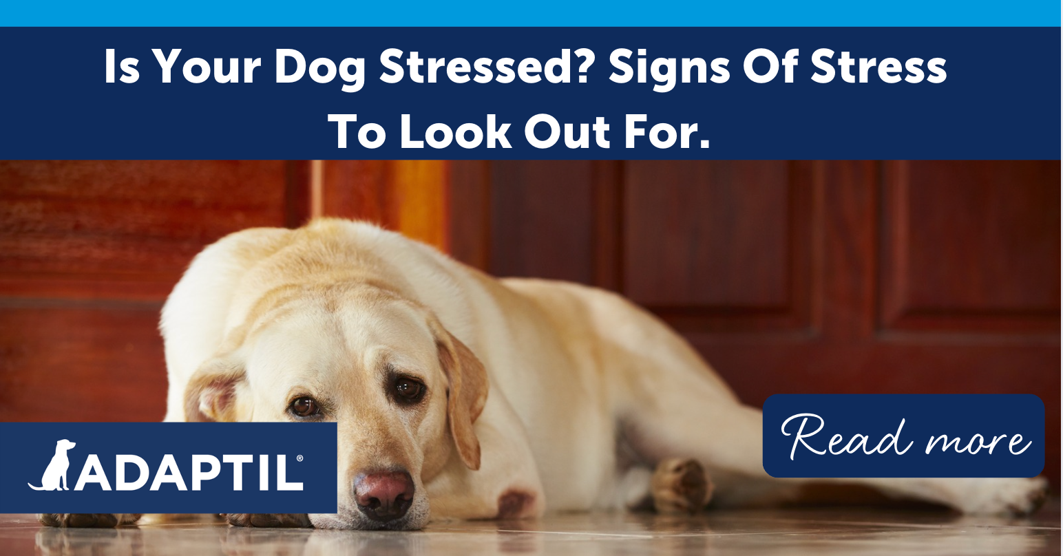 Is Your Dog Stressed? Signs of Stress in Dogs to Watch For