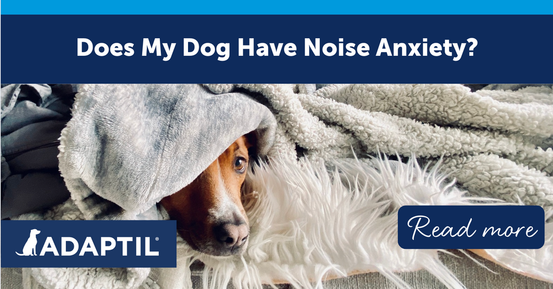 Does My Dog Have Noise Anxiety?