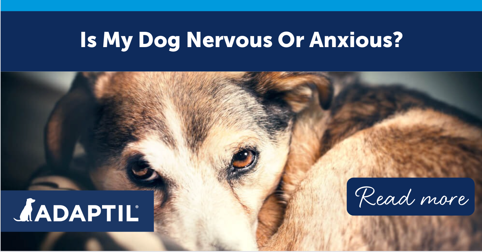 Is My Dog Nervous or Anxious?