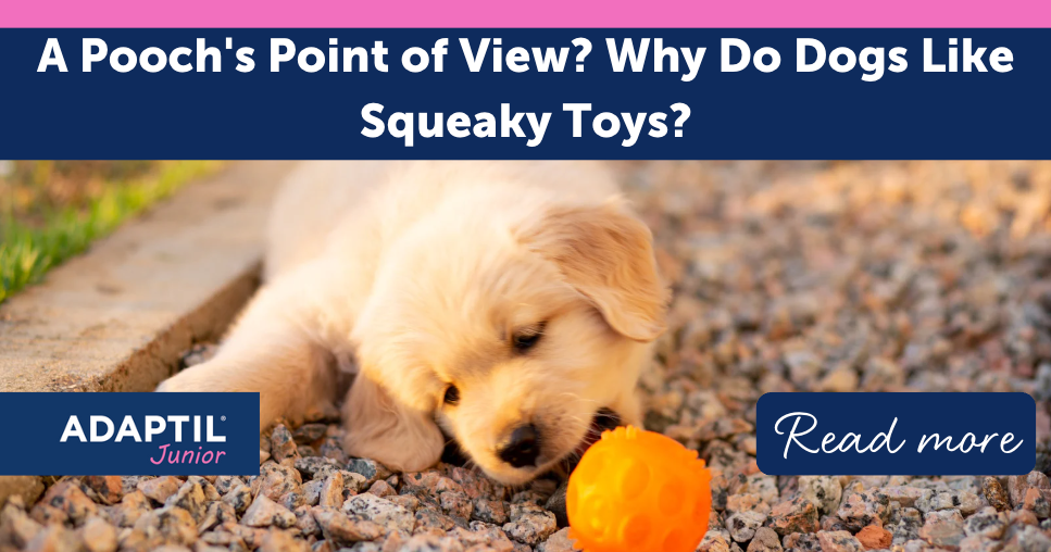 A Pooch's Point of View? Why Do Dogs Like Squeaky Toys?