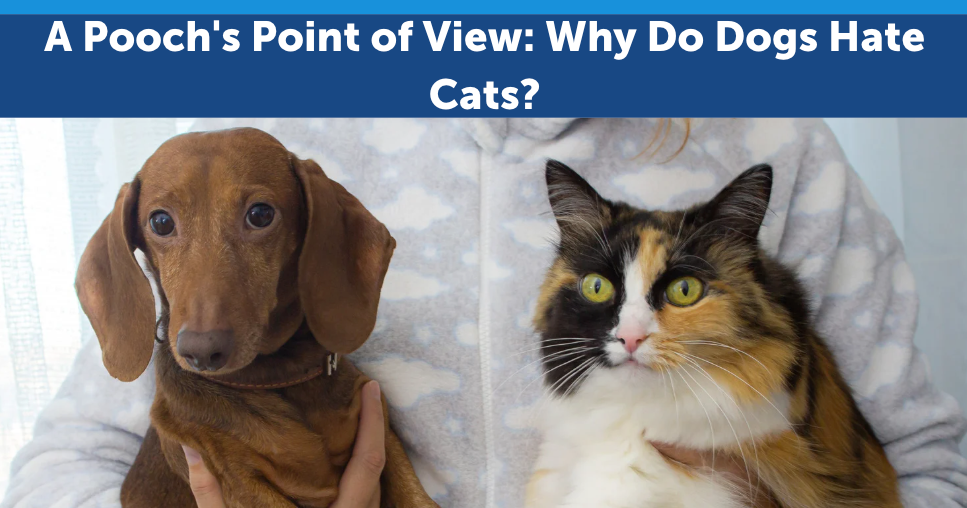 A Pooch's Point of View: Why Do Dogs Hate Cats?