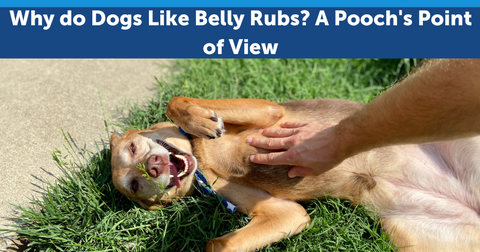 Why do Dogs Like Belly Rubs? A Pooch's Point of View
