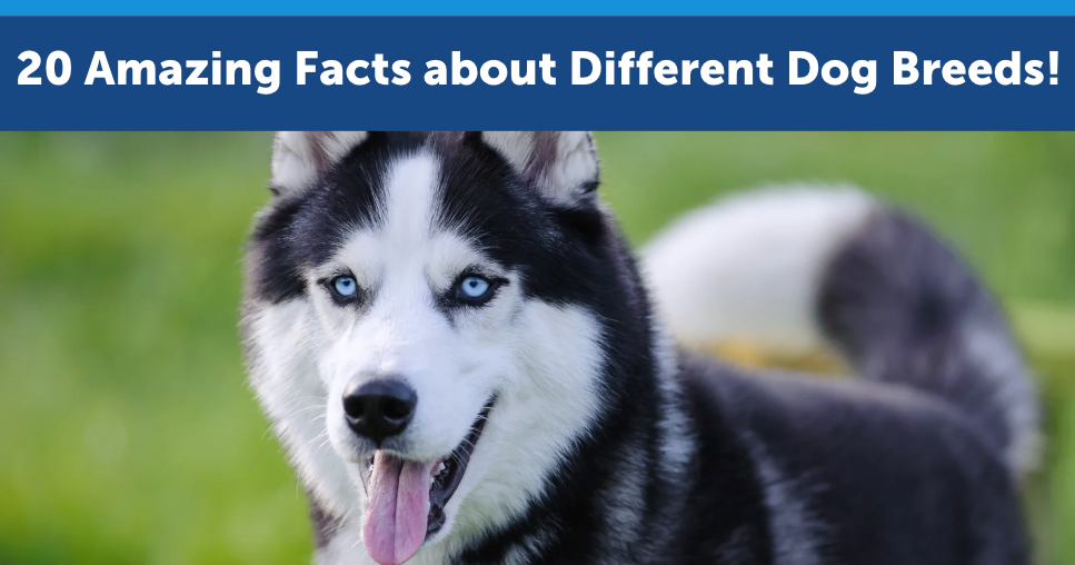 20 Amazing Facts about Different Dog Breeds!