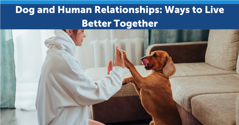 Dog and Human Relationships: Ways to Live Better Together