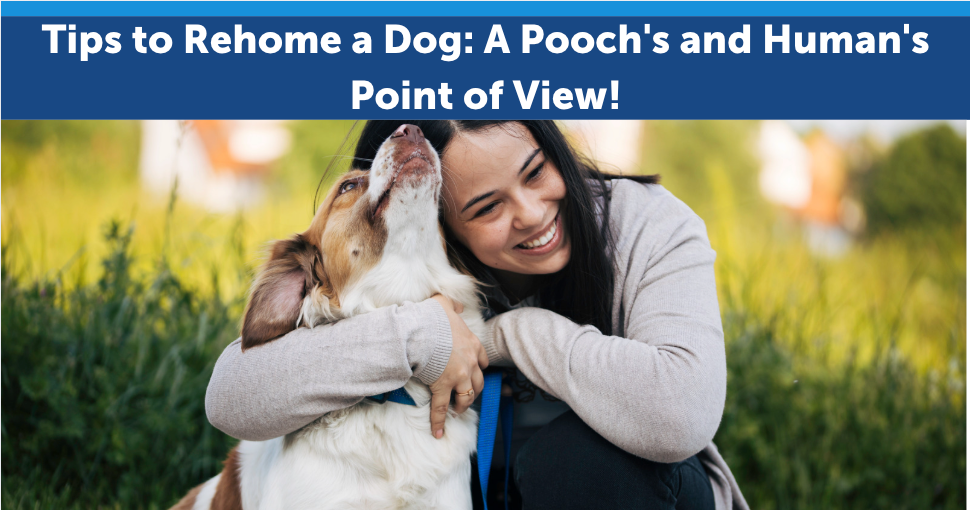 Tips to Rehome a Dog: A Pooch's and Human's Point of View!