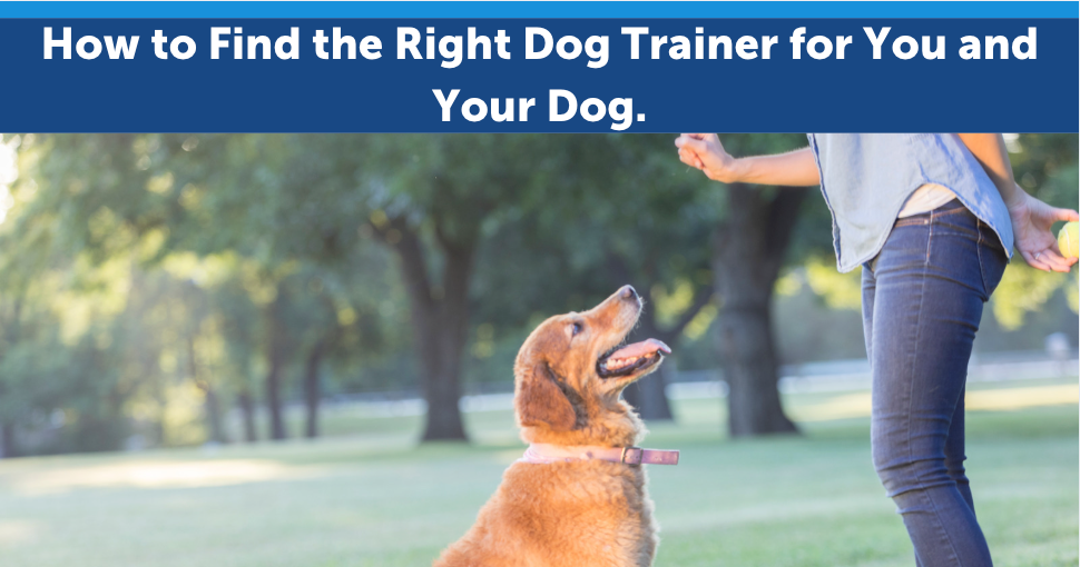 How to Find the Right Dog Trainer for You and Your Dog