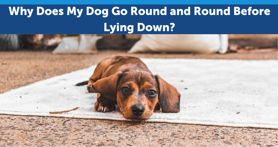 Why Does My Dog Go Round and Round Before Lying Down?