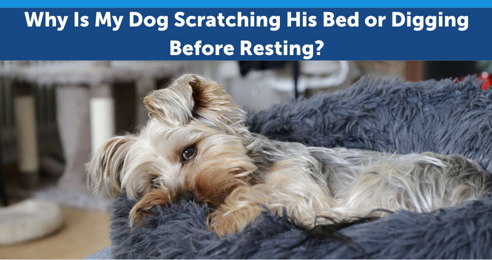 Why Is My Dog Scratching His Bed or Digging Before Resting?