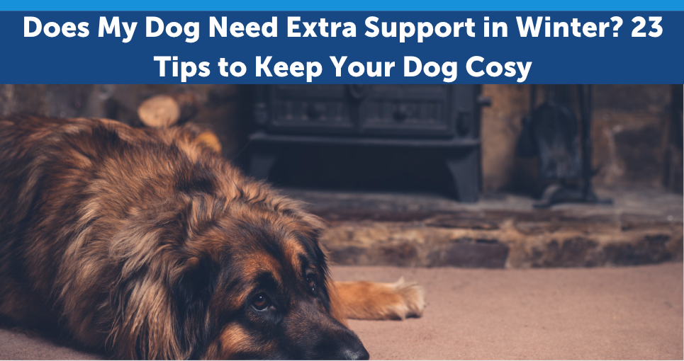 Does My Dog Need Extra Support in Winter? 23 Tips to Keep Your Dog Cosy