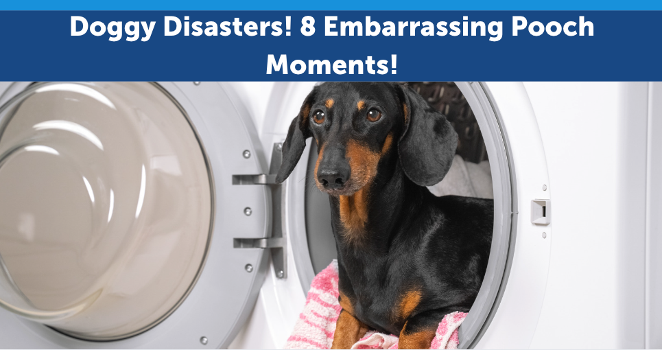 Doggy Disasters! 8 Embarrassing Pooch Moments!