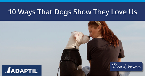 Woman and dog sitting on a beach with noses touching. 