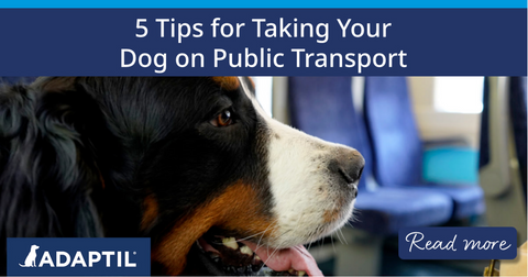 Bernese mountain dog on train.