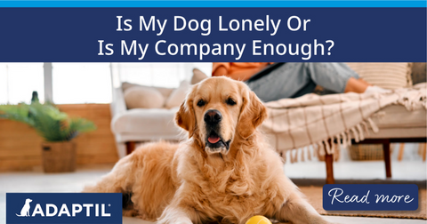 Golden retriever sitting on floor with human on sofa