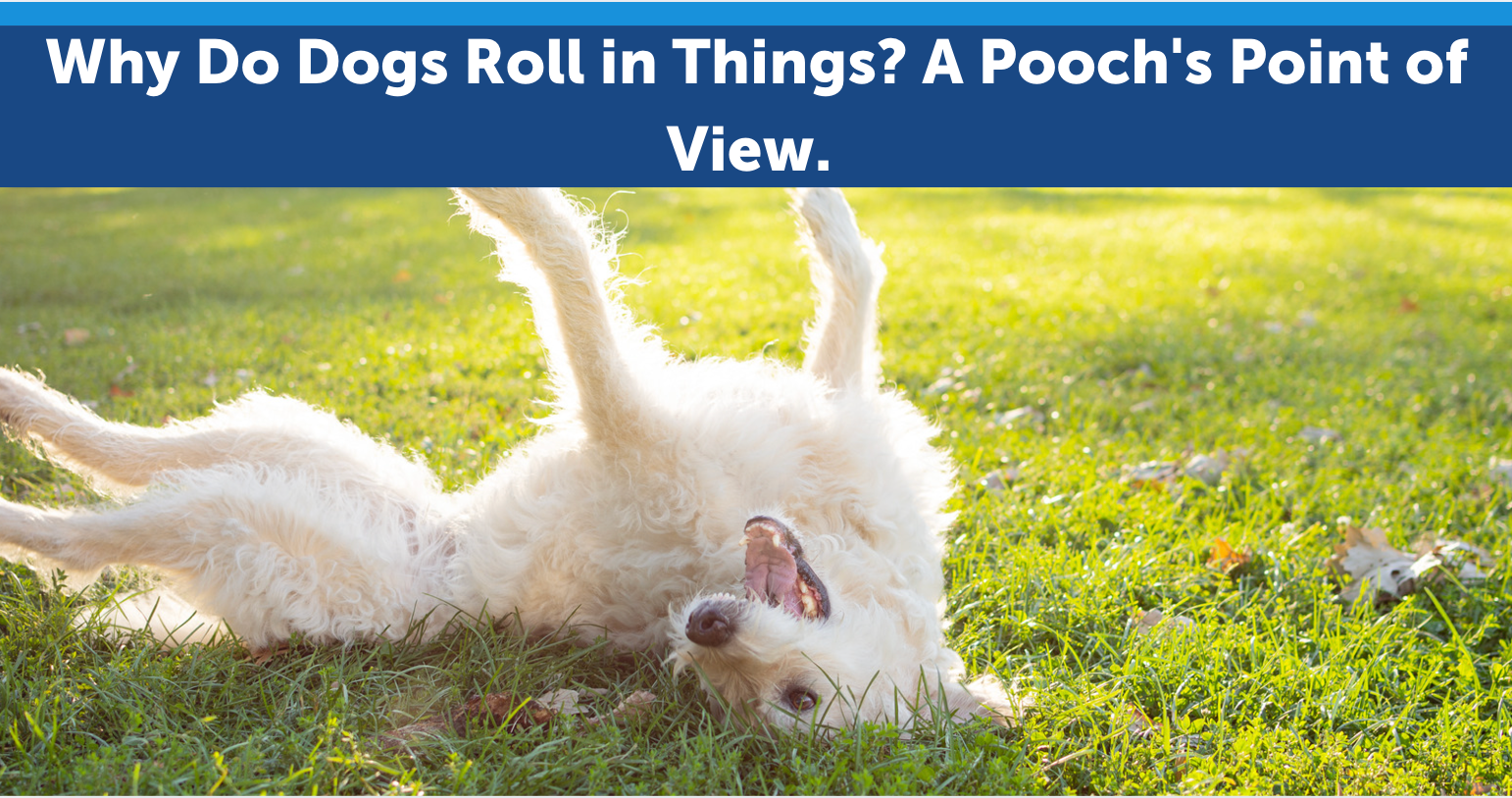 Why Do Dogs Roll in Things? A Pooch's Point of View