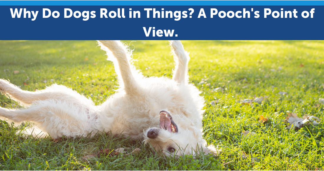 Why Do Dogs Roll in Things? A Pooch's Point of View