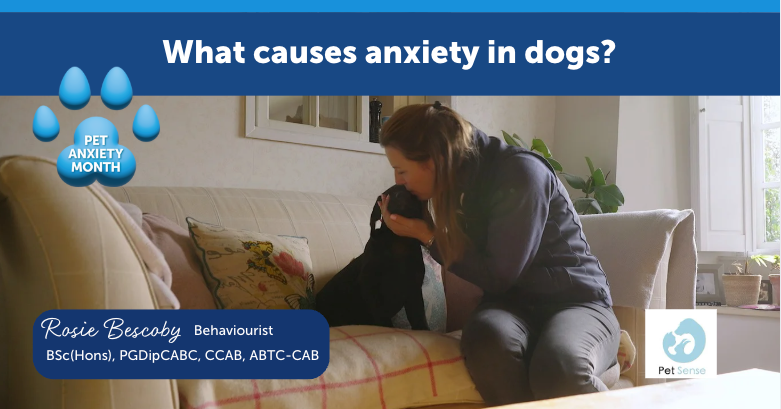 What causes anxiety in dogs?