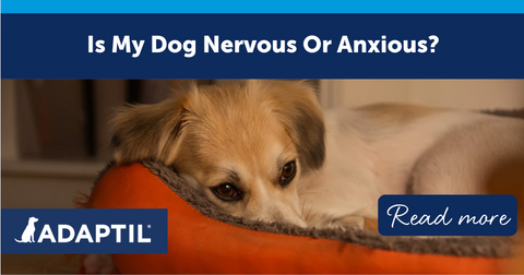 How to recognise anxiety in your pet