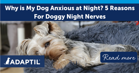 Why is My Dog Anxious at Night? 5 Reasons For Doggy Night Nerves