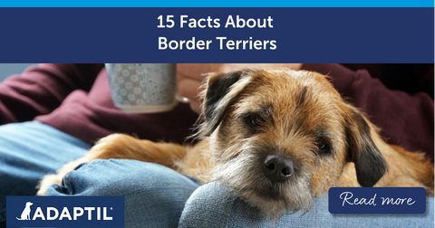 15 Facts About Border Terriers