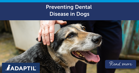 Preventing Dental Disease in Dogs