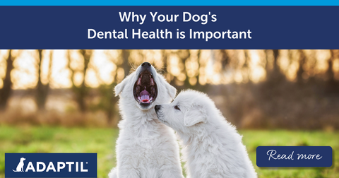 Why Your Dog's Dental Health is Important