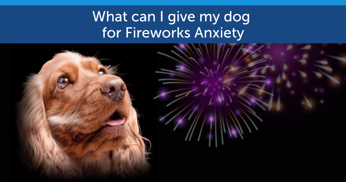 What Can I Give My Dog For Fireworks Anxiety?