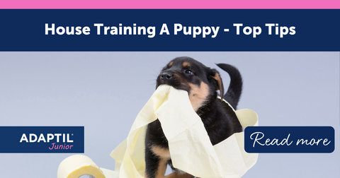 House Training A Puppy - Top Tips