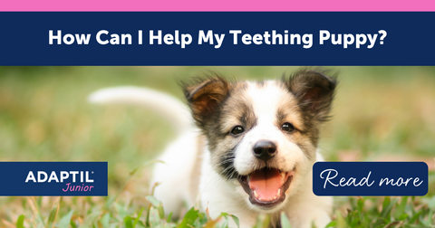 How Can I Help My Teething Puppy?