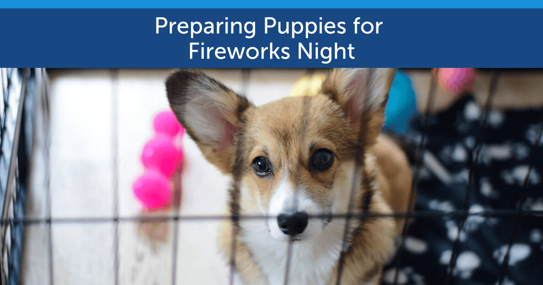 Preparing Puppies for Fireworks Night